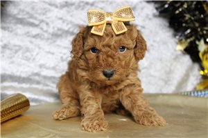 Chloe - puppy for sale