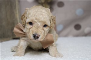 Rhett - Poodle, Miniature for sale