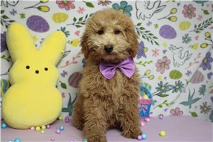 Richie - Poodle, Miniature for sale
