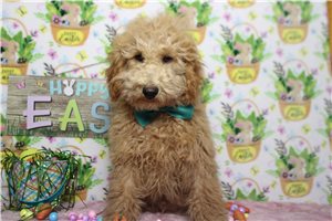 Richie - Poodle, Miniature for sale