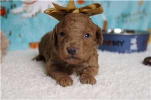 Hilda - Poodle, Miniature for sale
