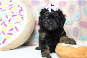Gadget - puppy for sale