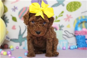 Hillary - Poodle, Miniature for sale