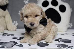 Rhett - Poodle, Miniature for sale