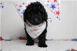 Ryder - Poodle, Miniature for sale