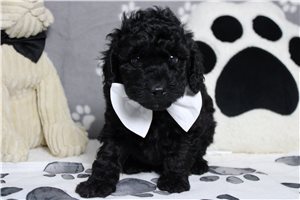 Ryder - Poodle, Miniature for sale