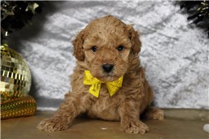 Cooper - puppy for sale