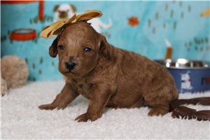 Harlow - Poodle, Miniature for sale