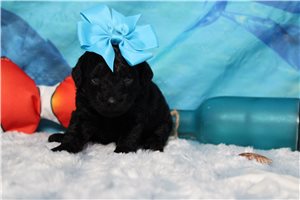 Hymn - puppy for sale