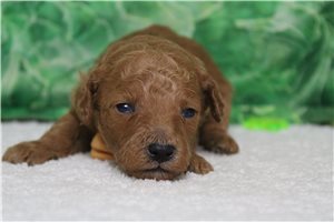 Heath - Miniature Poodle for sale