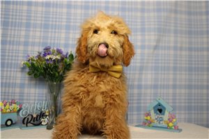 Richie - Poodle, Miniature for sale