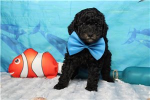 Sterling - puppy for sale