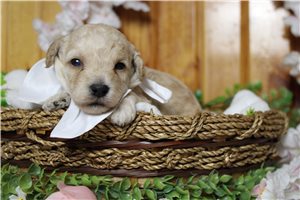 Ronald - Poodle, Miniature for sale