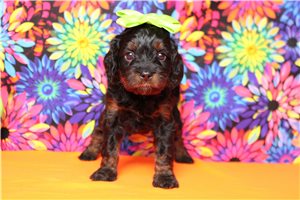 Gloria - Poodle, Miniature for sale