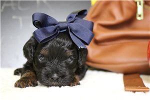 Gadget - Miniature Poodle for sale
