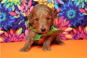 Higgins - Poodle, Miniature for sale
