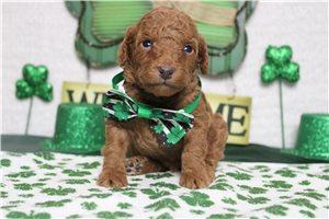 Hank - Poodle, Miniature for sale