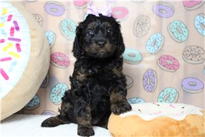 Gloria - Poodle, Miniature for sale