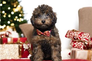 Herman - Poodle, Miniature for sale