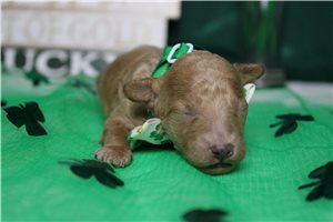 Hermes - puppy for sale