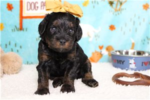 Gloria - Poodle, Miniature for sale