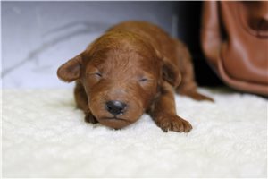 Honey - puppy for sale