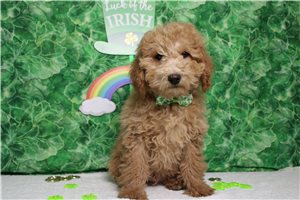 Richie - Miniature Poodle for sale