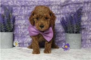 Hercules - puppy for sale