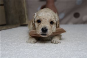 Ronald - Poodle, Miniature for sale