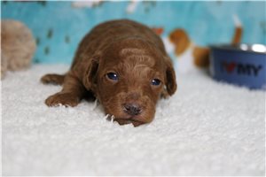 Hunter - Poodle, Miniature for sale