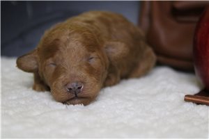 Hilda - puppy for sale