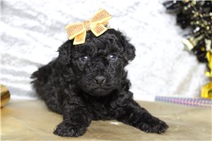 ChiChi - puppy for sale