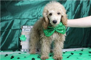 Barnes - Poodle, Miniature for sale