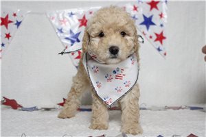 Rhett - Poodle, Miniature for sale