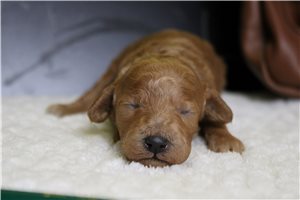 Hunter - Miniature Poodle for sale