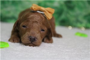 Holly - Miniature Poodle for sale