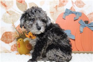 Bernie - puppy for sale