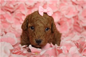 Hilda - Poodle, Miniature for sale