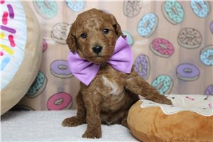 Higgins - Poodle, Miniature for sale