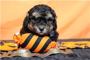 Rich - Miniature Poodle for sale