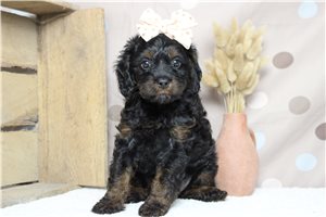 Gloria - Miniature Poodle for sale
