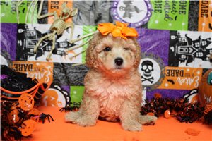 Hosanna - puppy for sale