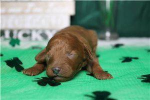 Hillary - puppy for sale