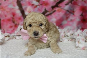 Rhett - Poodle, Miniature for sale