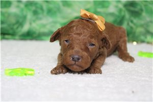 Happy - Miniature Poodle for sale