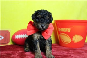 Ronnie - Miniature Poodle for sale