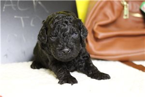 Gohan - Poodle, Miniature for sale