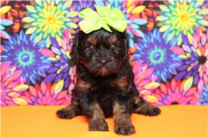 Gadget - Poodle, Miniature for sale