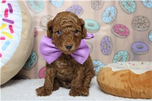 Hunter - Poodle, Miniature for sale