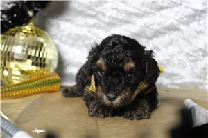 Colton - puppy for sale